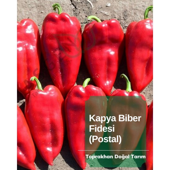 Biber Kapya (Postal)
